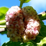 SWEET LAVENDER MULBERRY (Morus alba)