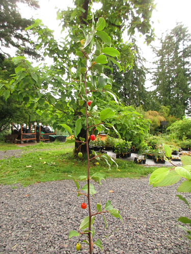 SWEET SCARLET(TM) GOUMI (Elaeagnus multiflora)