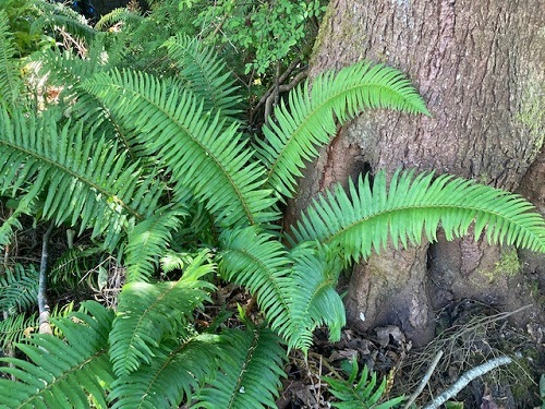 SWORD FERN (Polystichum munitum)