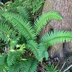 SWORD FERN (Polystichum munitum)