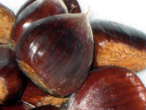 TANZAWA CHESTNUT SEEDS (Castanea crenata)