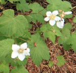 THIMBLEBERRY (Rubus parviflorus)