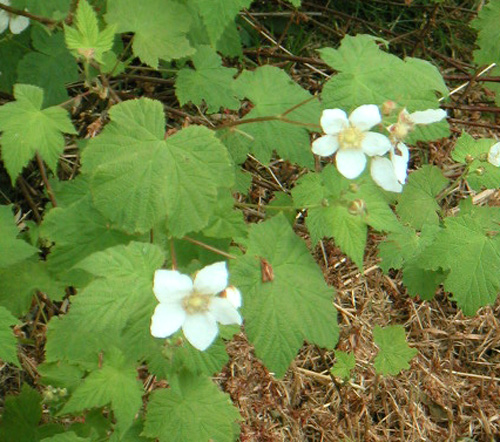 THIMBLEBERRY (Rubus parviflorus)