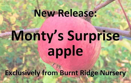 Burnt Ridge Nursery & Orchards | Fruit Trees, Nut Trees, Berries for ...