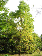 TIMBER BLACK WALNUT (Juglans nigra)