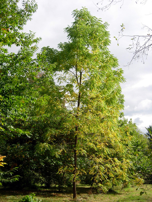 TIMBER BLACK WALNUT (Juglans nigra)