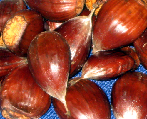 T0613 CHESTNUT SEEDS (Castanea crenata x sativa)