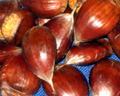 T0613 CHESTNUT SEEDS (Castanea crenata x sativa)