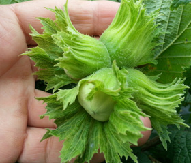 TONDA DI GIFFONI HAZELNUT (Corylus avellana)