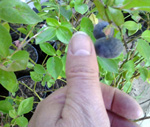 TORO BLUEBERRY (Vaccinium corymbosum)