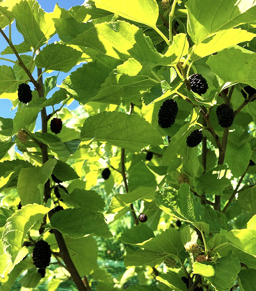 TRADER MULBERRY (M.alba tatarica x)