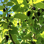 TRADER MULBERRY (M.alba tatarica x)