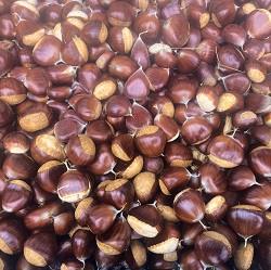 Tree Seeds for Sale | Burnt Ridge Nursery | Chestnut Hazelnut 