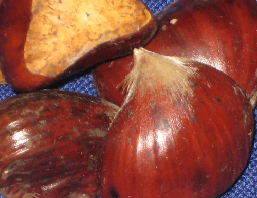 TSUKUBA CHESTNUT SEEDS (Castanea crenata)