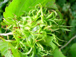 TURKISH TREE HAZEL (Corylus colurna)