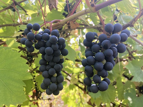 VALIANT BLUE GRAPE (Vitis spp.)