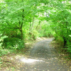 Native Deciduous Trees