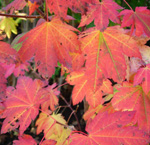 VINE MAPLE (Acer circinatum)