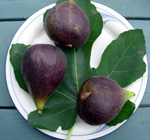 VIOLETTE DU BORDEAUX FIG (Negronne) (Ficus carica)