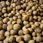 HOWARD PERSIAN/ENGLISH WALNUT SEEDS (Juglans regia)