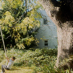 Willow Trees