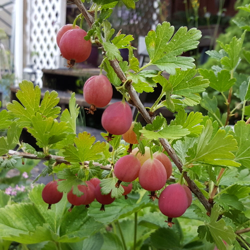 WELCOME GOOSEBERRY (Ribes grossularia x)