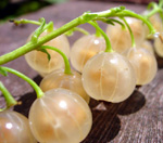 WHITE IMPERIAL CURRANT (Ribes sativum)