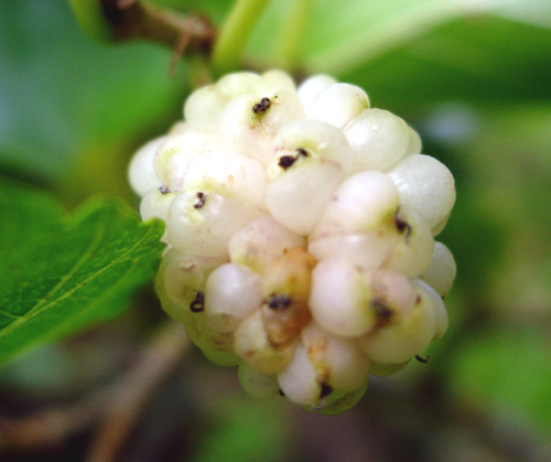 WHITE FRUITING MULBERRY (Morus alba)