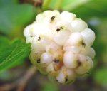 WHITE FRUITING MULBERRY (Morus alba)