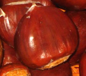 WHITTEN SOUTH CHESTNUT SEEDS (European x American)