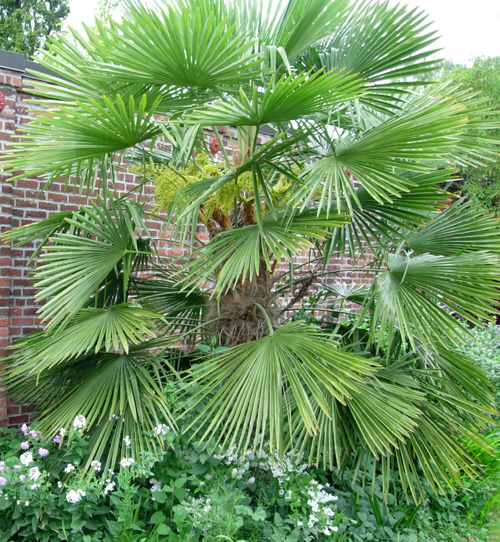 WINDMILL PALM (Trachycarpus fortunei)