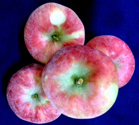 WYNOOCHE EARLY APPLE (Malus domestica)