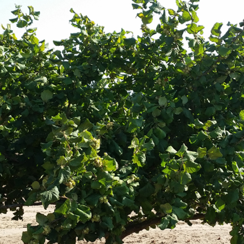 YAMHILL HAZELNUT (Corylus avellana)