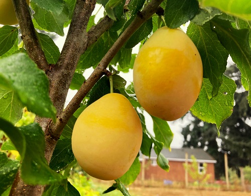 YELLOW EGG PLUM (Prunus domestica)