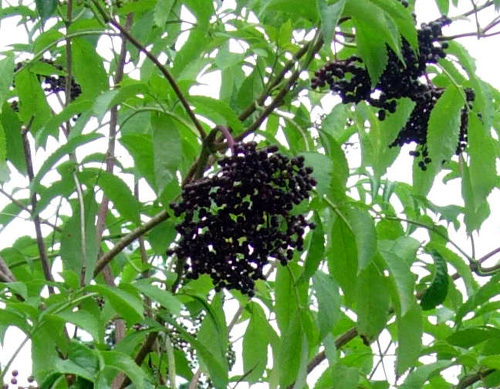 BOB GORDON ELDERBERRY (Sambucus canadensis)